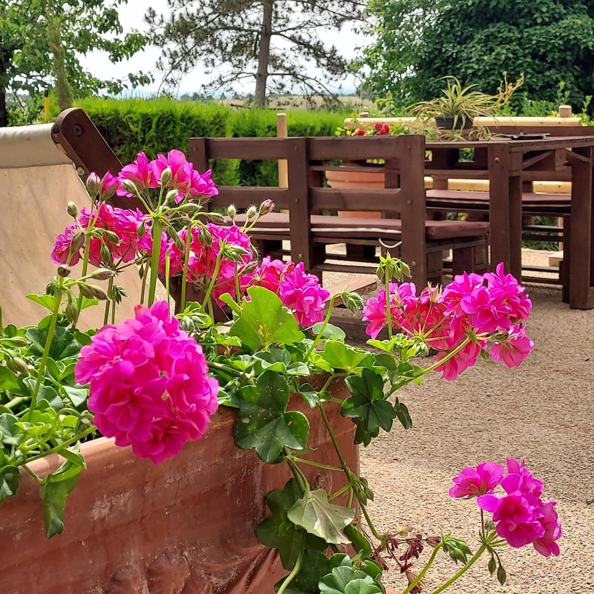 Agriturismo Il Colle シエーナ エクステリア 写真